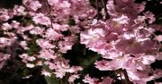 まだ間に合う！「京都の花見」紅枝垂、遅咲き、珍しい桜…
