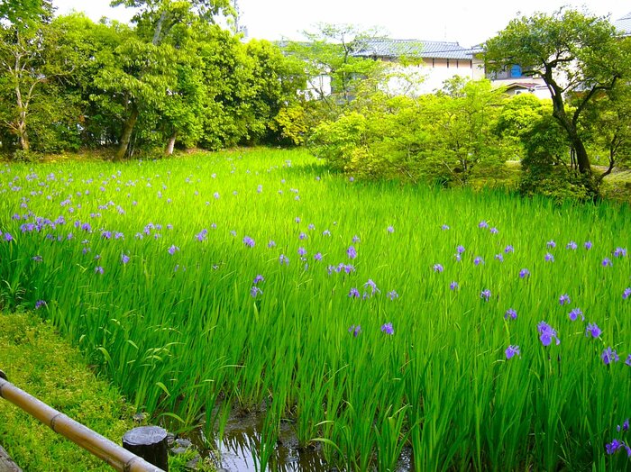 大田神社の杜若