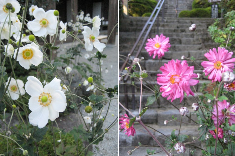 秋明菊