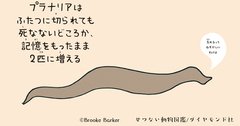 凄すぎて、もはや怖い。謎の生物「プラナリア」の最強伝説とは？