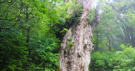 屋久島の樹齢2000年を超える巨大なスギは、他の無数のスギを犠牲にしている…「生存闘争」という残酷な真実とは？