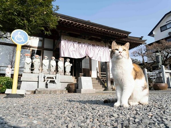 住職のことが大好きな母ねこのミー子