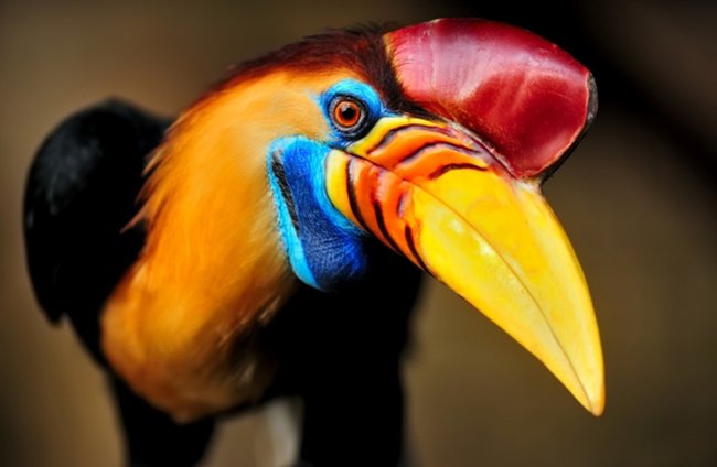 世界のユニークな鳥たち20選！極彩色、飛べない、擬態する… | 地球の