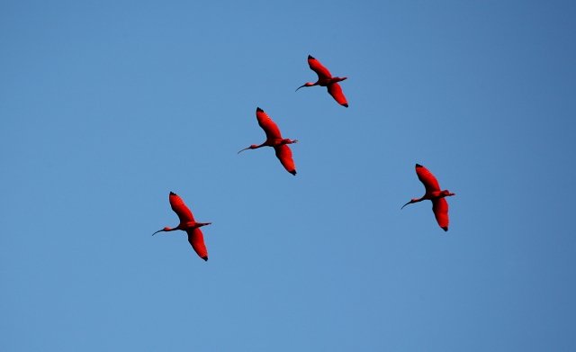 世界のユニークな鳥たち選 極彩色 飛べない 擬態する 地球の歩き方ニュース レポート ダイヤモンド オンライン