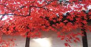 京歩きの達人が指南！「京都で一番早い紅葉」が楽しめる一押しスポットとは