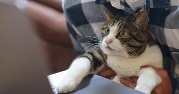 「ゆるすぎる…」いなば食品への世間の対応、なぜ騒動がくすぶったまま放置されているのか?