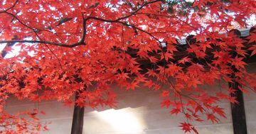 京歩きの達人が指南!「京都で一番早い紅葉」が楽しめる一押しスポットとは