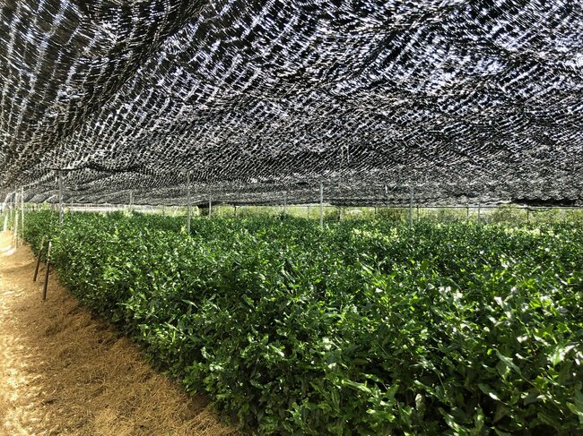 吉田銘茶園(宇治市小倉町)の茶畑