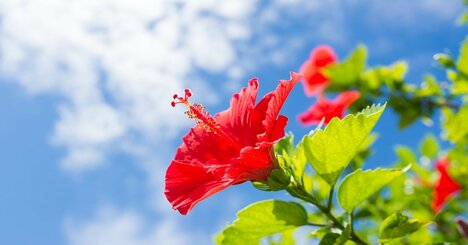 【神様は見ている】家がどんどん明るくなる！ 金運・良縁を呼び込む夏の花の置き方
