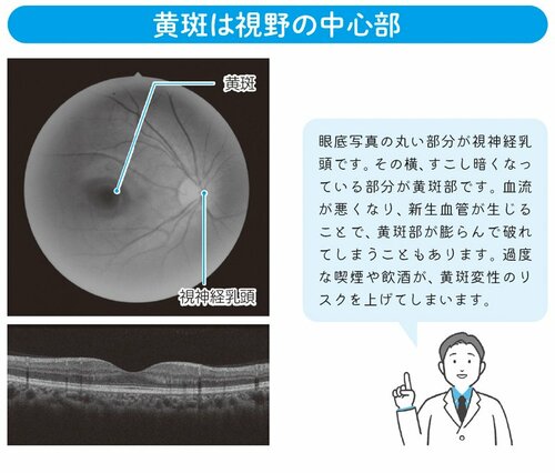 黄斑は視野の中心部
