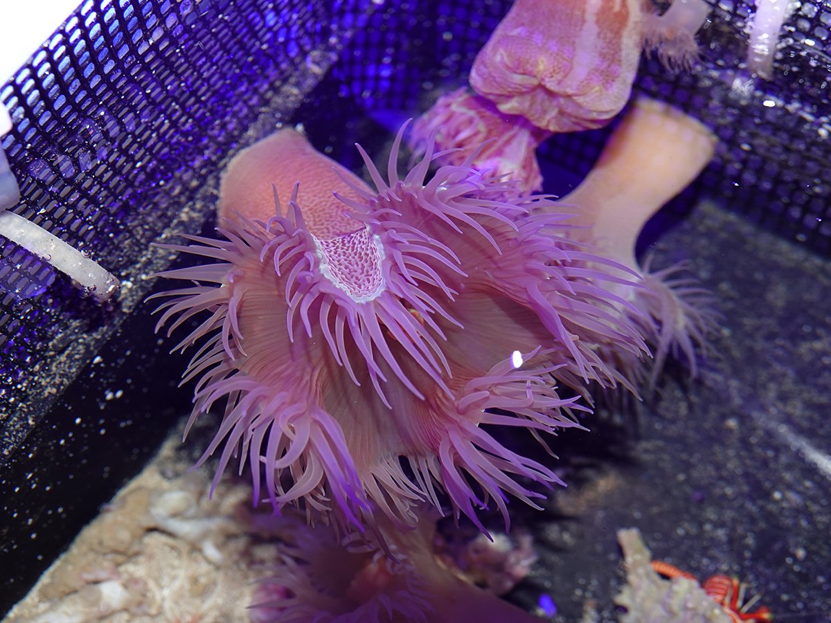 クローバーカワリギンチャク