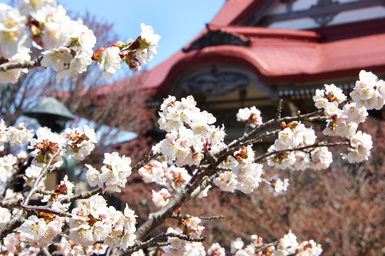 写真：北海道根室市,清隆寺,桜