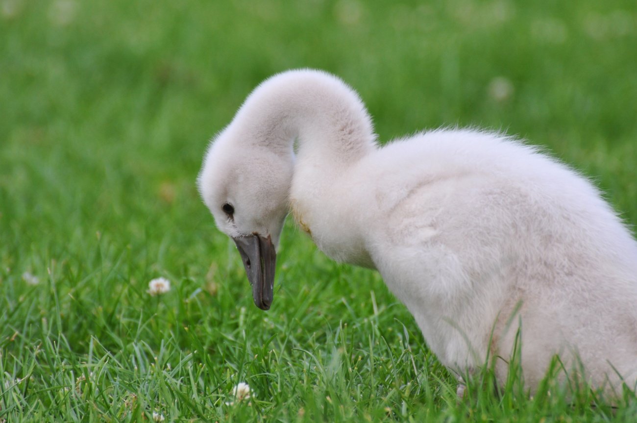 【投資で成功するカギ】みにくいアヒルの子を見つけられるか？