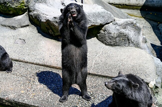 クマ被害続出の日本列島に根強く残る「かわいいクマさん幻想」の病理