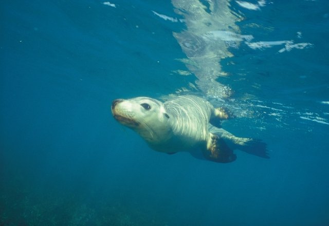 西オーストラリア州のユニークな動物たち17種 コアラからエリマキトカゲまで 地球の歩き方ニュース レポート ダイヤモンド オンライン