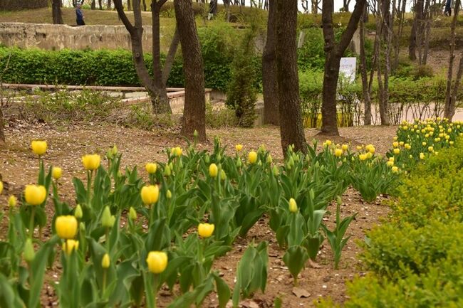 【桜満開】ソウルの「知る人ぞ知るお花見スポット」に行ってみたら、感動が想像以上だった！