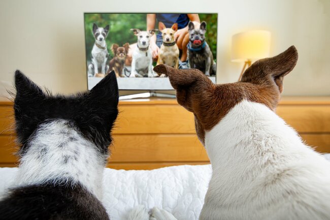 愛犬を夢中にさせる動画コンテンツ、“動物もの”の中で特に人気は……