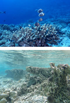 海に“花畑”を蘇えらせる<br />三菱商事の「サンゴ礁保全プロジェクト」