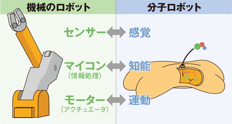 分子ロボットの構造