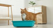 【風水】ペットも飼い主も不運になるNGな配置とは？