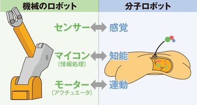 分子ロボットの構造