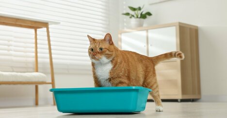 【風水】ペットも飼い主も不運になるNGな配置とは？