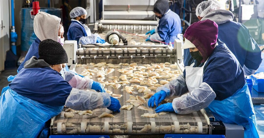 需要は強いが労働者の確保は難しいという状況を受け、企業の間では生産性向上策を見いだそうという機運が数年ぶりの高まりを見せている（写真はマサチューセッツ州で魚を加工する労働者）