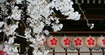 【京都】桜と梅を同時に楽しめる!京の達人・推しスポット3選
