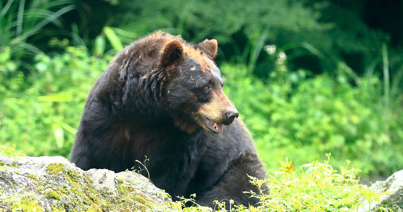 クマに襲われた時「もはや徹底抗戦するしかない」最悪の状況 - ニュースな本
