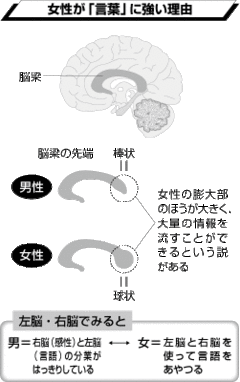 なぜ「女の子」のほうが、言葉を早く話せるのか？