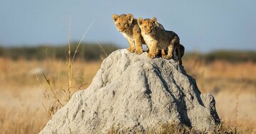 たてがみが生え始めると群れを追放され、常に死と隣り合わせ。オスには辛すぎるライオン社会と、草食動物をお世話するメスライオン