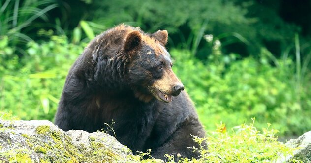 クマに襲われた時「もはや徹底抗戦するしかない」最悪の状況