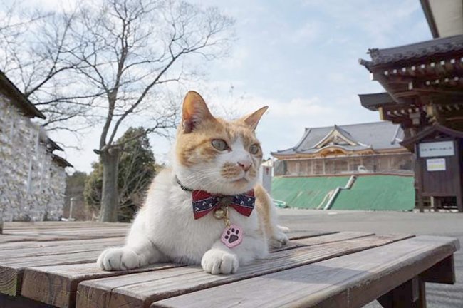 猫好き必見！猫がゆかりの寺社巡りで猫の御朱印＆御守りをゲット