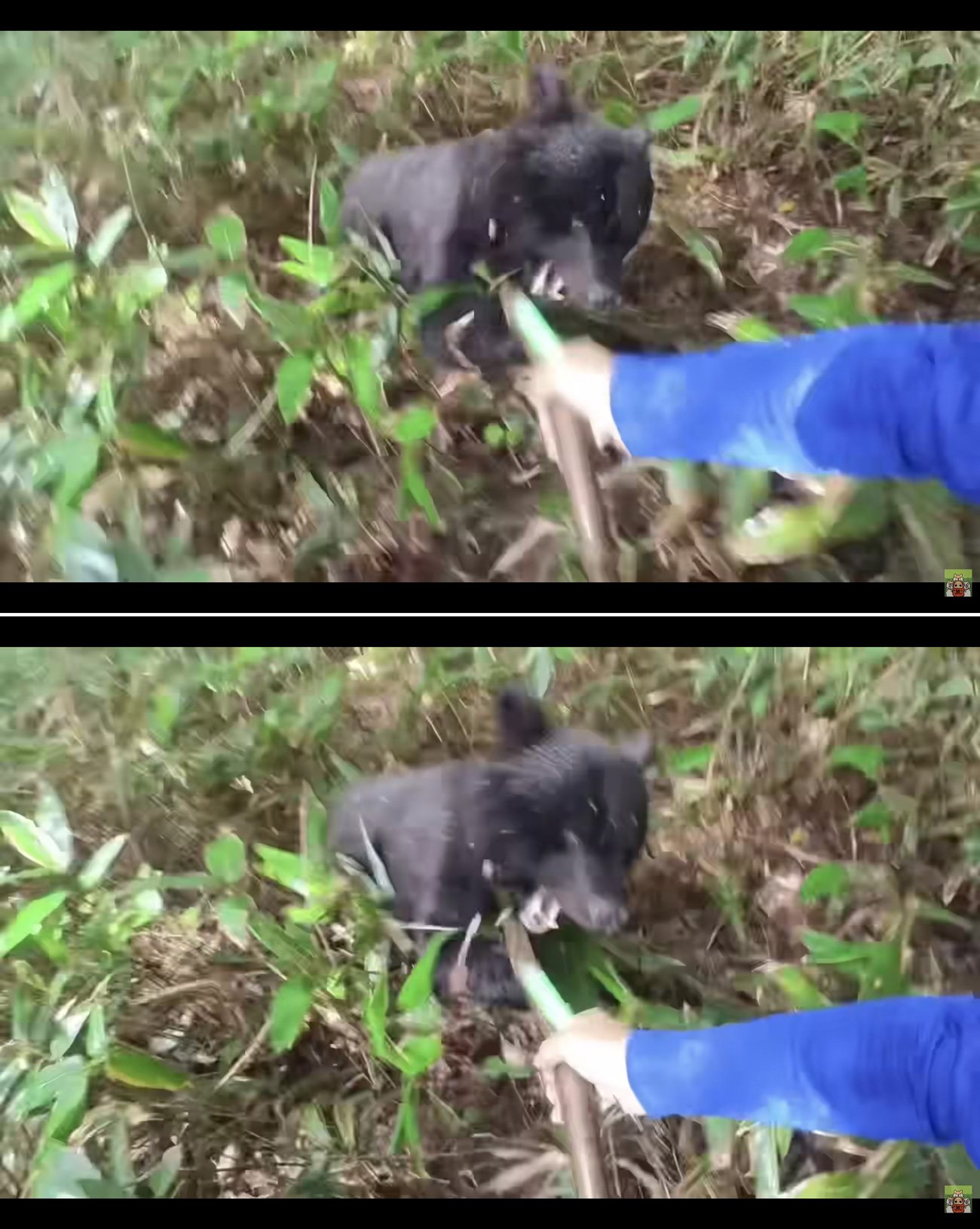 佐藤さんのヘッドカメラが捉えたクマ襲撃の瞬間