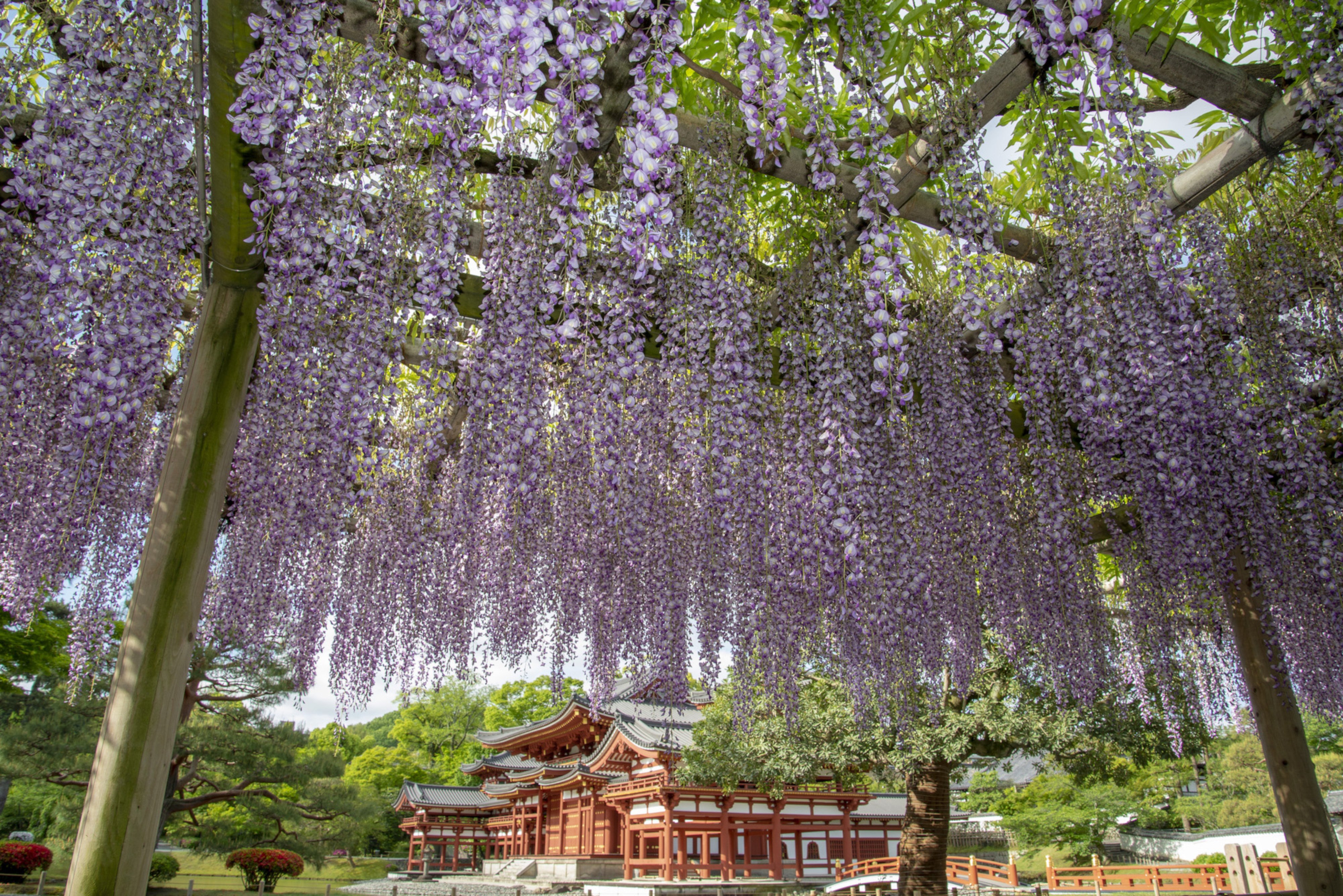 平等院「砂ずりの藤」