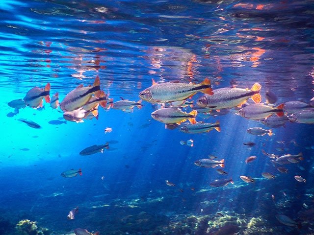 通称「天然水族館」。ハイシーズンは夏の12~2月