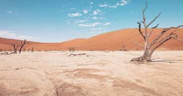 【大群になったら人間には、もはや対抗手段がない…】バッタ大量発生の理由