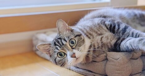 なぜ猫はネットで人気なのか？「そりゃそうだ」と思える納得の理由【ネコノミクスの謎】
