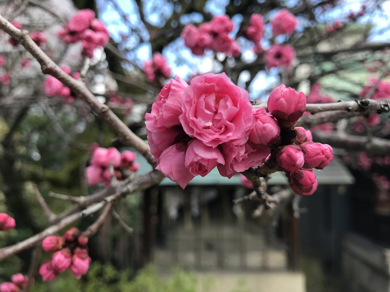 道真公の逸話を伝える菅大臣神社(下京区)の「飛梅」