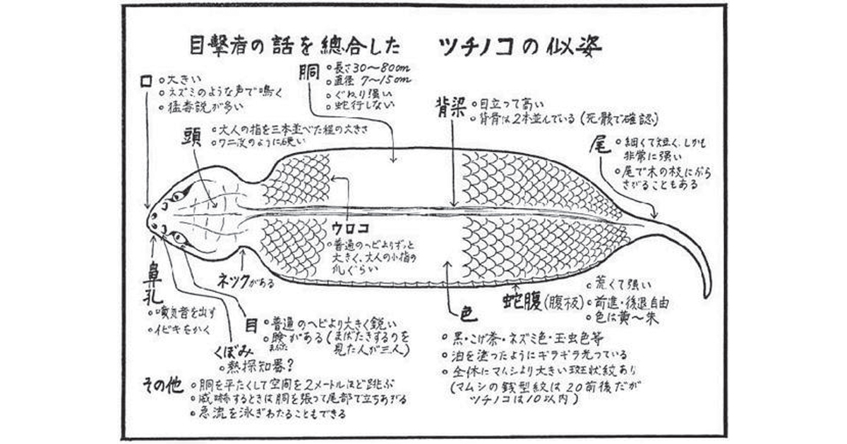 すずらん ツチノコ : 幻の珍獣とされた日本固有の鎖蛇の記録 | terepin.com
