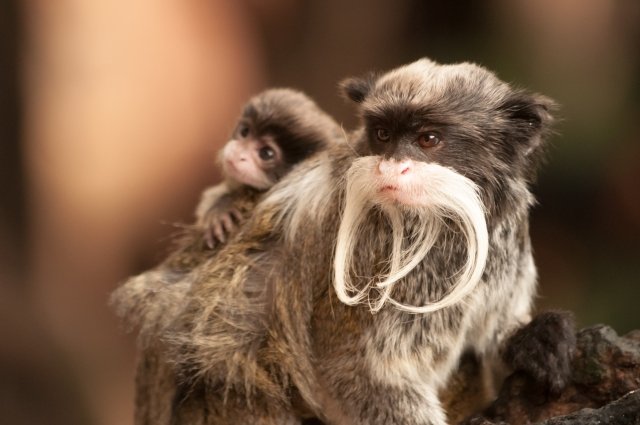 野生の珍獣に出合える海外スポット12選 後編 かわいいカピバラから巨大アザラシまで 地球の歩き方ニュース レポート ダイヤモンド オンライン