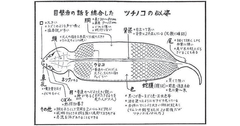 幻の怪蛇「ツチノコ」探しに情熱を傾けた男たちの物語