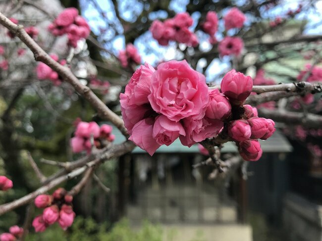 道真公の逸話を伝える菅大臣神社（下京区）の「飛梅」