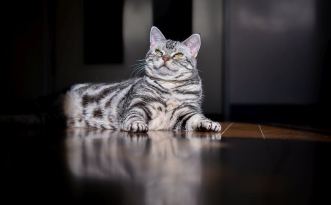 一人暮らしの動物好きをうつ病へと誘う「ペットの行動」とは