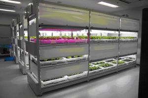 病院や外食チェーンも導入 <br />「野菜工場」人気のヒミツ