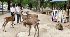 大仏と鹿だけ？魅力度ランキング7位なのに敬遠される奈良の問題とは