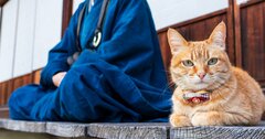 現代のねこブームを遥かにしのぐ江戸時代の「大ねこブーム」、 熱狂ぶりがわかるグッズの数々