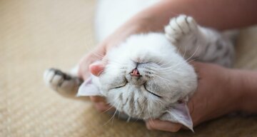猫の飼い主は「5つのタイプ」に分類される?英国が発表
