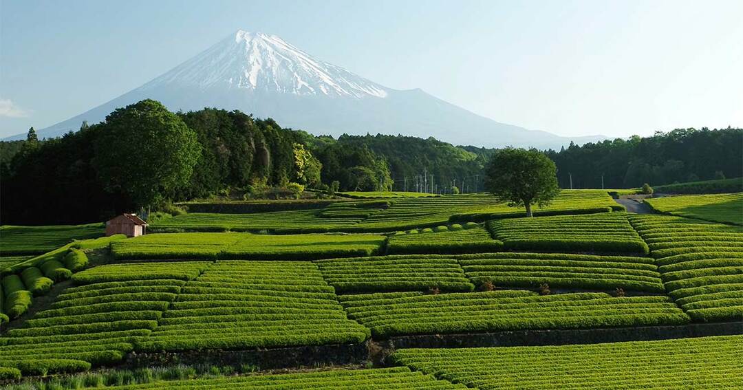 茶畑と富士山の絶景