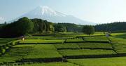 ドローンで見る日本の絶景、新緑の茶畑と富士山